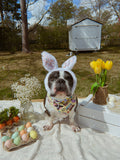 Egg-stravagent Frenchie Reversible Snap On Bandana