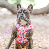 You Had Me At Frenchie Step In Harness