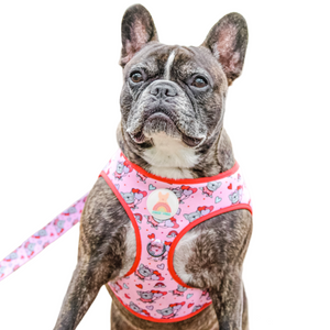 You Had Me At Frenchie Step In Harness